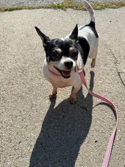SUSY - Short Coat Chihuahua / Mix for adoption in Lowell