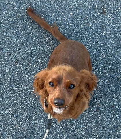 DAISY - Spaniel / Mix available for adoption