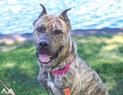 JANIE - Perro de Presa Canario / Mix available for adoption
