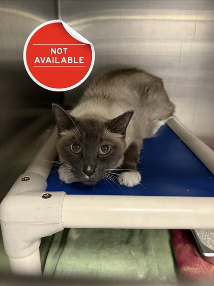 LITTLE KITTY - Domestic Shorthair / Mix for adoption in Lowell