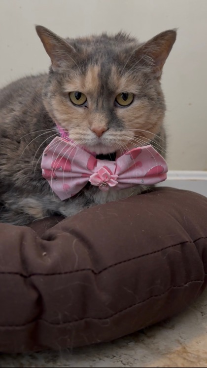 MISS ANNIE - Domestic Shorthair / Mix available for adoption
