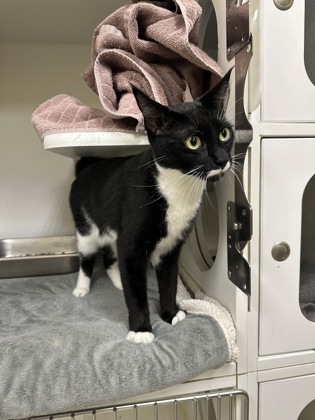 STASH - Domestic Shorthair for adoption in Nashua
