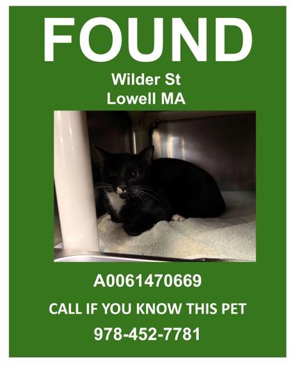 PINTO - Domestic Shorthair / Mix for adoption in Lowell