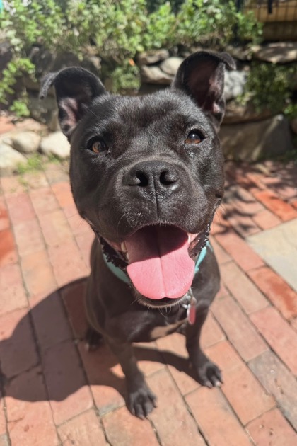 DARLA - Mixed Breed, Large (over 44 lbs fully grown) / Mix available for adoption
