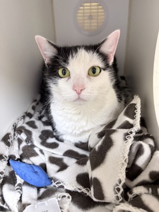 CASSIE - Domestic Longhair / Mix for adoption in Lowell