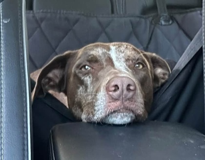 COCONUT CRAB - Catahoula Leopard dog available for adoption
