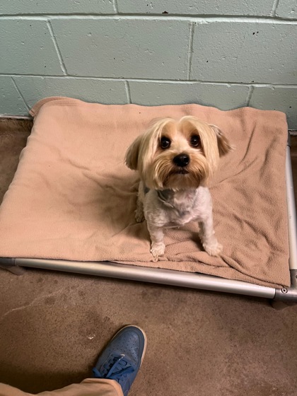 BOBERT - Yorkshire Terrier / Mix available for adoption