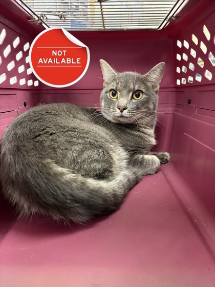 CROQUETA - Domestic Shorthair / Mix available for adoption