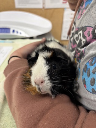 BEDHEAD - Guinea Pig available for adoption