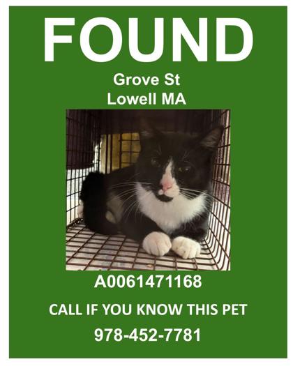 FRIDGE - Domestic Shorthair / Mix available for adoption