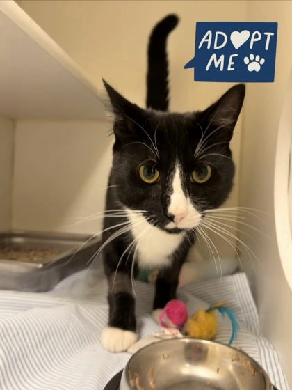 FRIDGE - Domestic Shorthair / Mix available for adoption