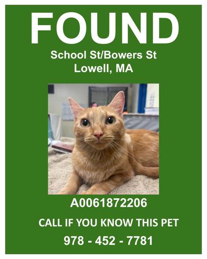 CHEESECAKE - Domestic Shorthair / Mix available for adoption