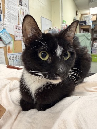 AMETHYST - Domestic Shorthair / Mix available for adoption