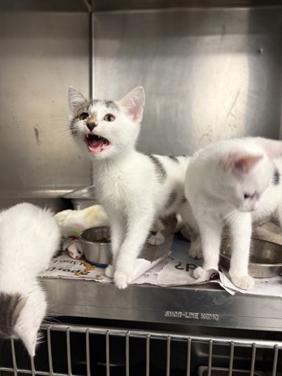 HALF + HALF - Domestic Shorthair / Mix available for adoption