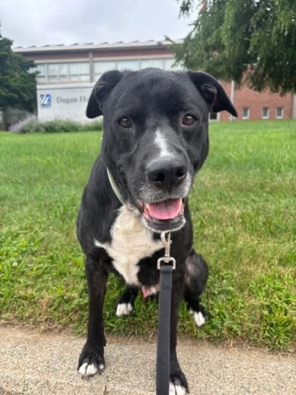 BUDDY - Labrador Retriever / Mix available for adoption