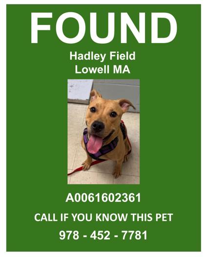 HADLEY STRAY - Mixed Breed, Medium (up to 44 lbs fully grown) / Mix available for adoption