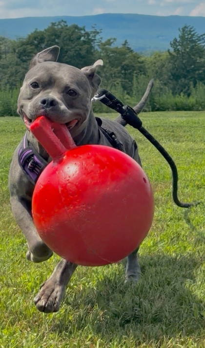 CLAIRICE - Bully American - Pocket / Mix available for adoption