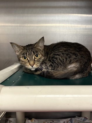 BETHANY - Domestic Shorthair / Mix available for adoption