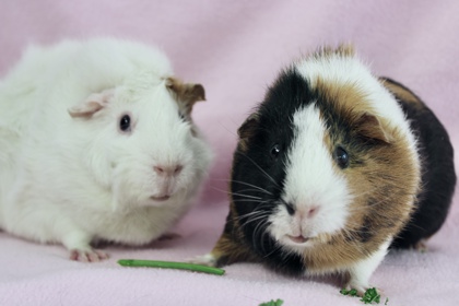 BANSHEE - Guinea Pig / Guinea Pig available for adoption