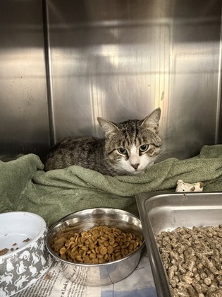 BERNARDO - Domestic Shorthair / Mix available for adoption