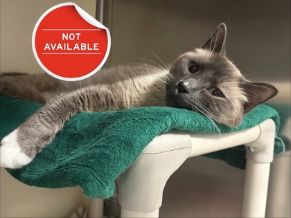 LITTLE KITTY - Domestic Shorthair / Mix for adoption in Lowell