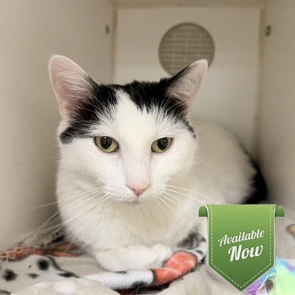 LADY JANE - Domestic Shorthair / Mix for adoption in Lowell