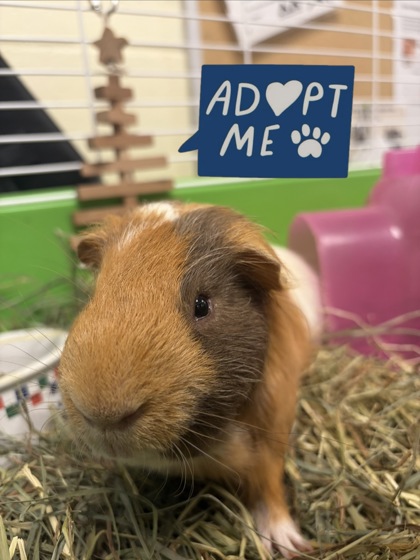 HEAVY - Guinea Pig / Guinea Pig available for adoption