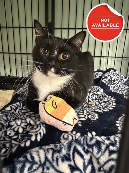 JUSTIN - Domestic Medium Hair / Mix for adoption in Lowell