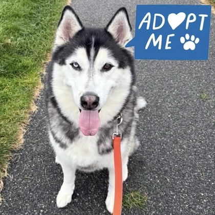 KONA - Alaskan Malamute / Mix available for adoption
