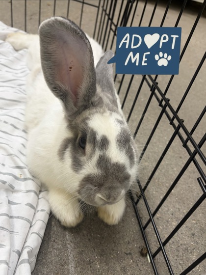 HONEYBUN - Rex / Rex available for adoption