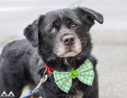 AKON - Siberian Husky / English Springer Spaniel available for adoption