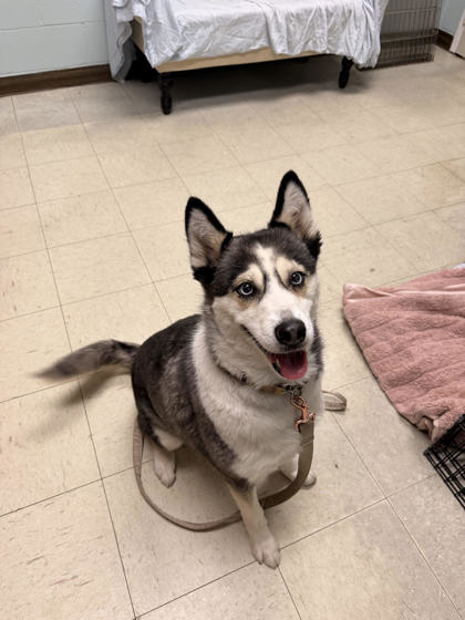 MS THING - Siberian Husky / Mix available for adoption