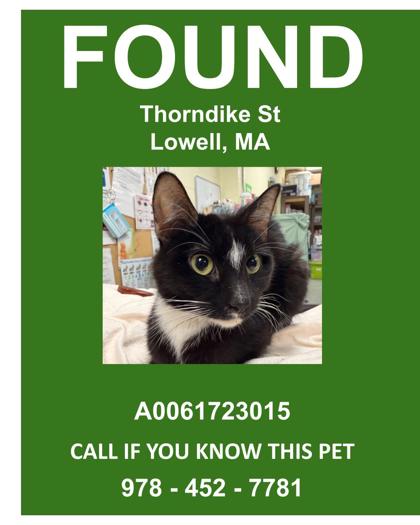 AMETHYST - Domestic Shorthair / Mix available for adoption