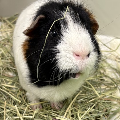 MR. ELLIOTT PIGBERT, ESQ. III - Guinea Pig / Guinea Pig available for adoption