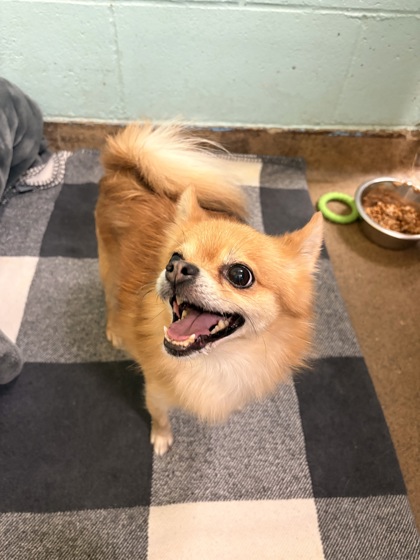 CARMELLO - Pomeranian / Mix available for adoption