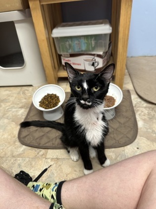 EMERALD - Domestic Shorthair / Mix available for adoption