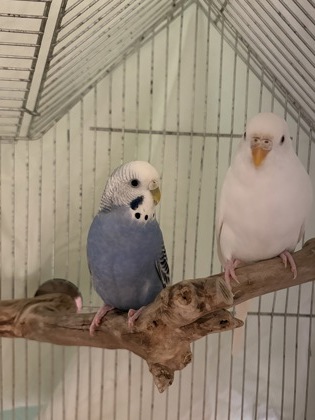 ALMANAC - Parakeet (Other) available for adoption