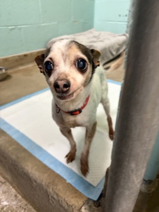COCO - Short Coat Chihuahua / Mix available for adoption