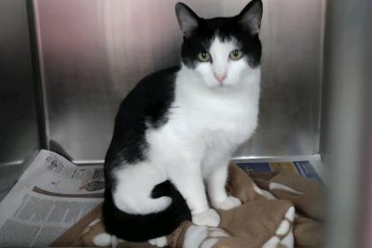 COMMANDO - Domestic Shorthair / Mix available for adoption