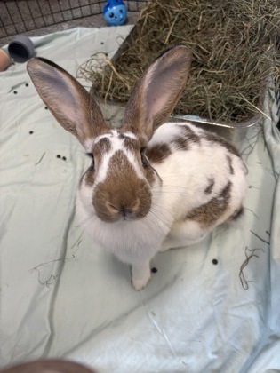 HUNTER - Rex / Rex available for adoption