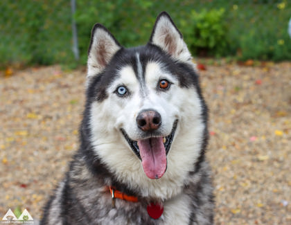 KONA - Alaskan Malamute / Mix available for adoption