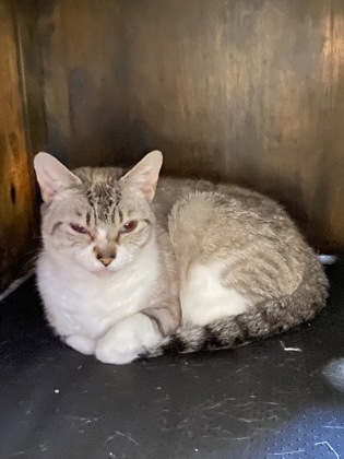 BOBBY - Domestic Shorthair / Mix available for adoption