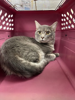 CROQUETA - Domestic Shorthair / Mix available for adoption