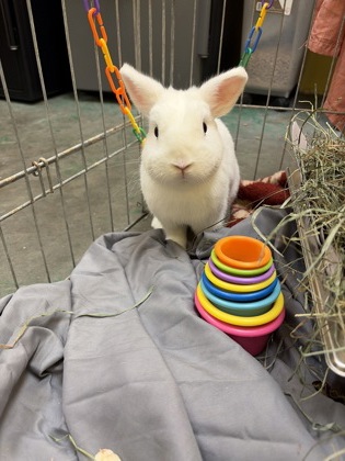 ALMOND - Rabbit / Rabbit available for adoption
