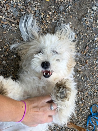 RYU - Mixed Breed, Medium (up to 44 lbs fully grown) / Maltese for adoption in Lowell