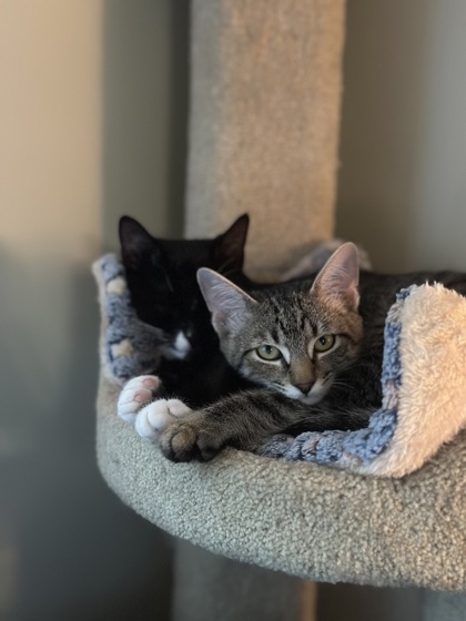 SKIPPYJON JONES - Domestic Shorthair / Mix for adoption in Manchester