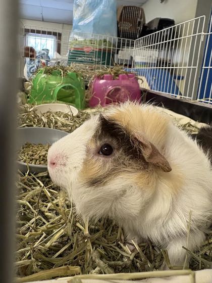 CANTALOUPE - Guinea Pig available for adoption