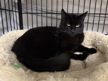 BLACKY - Domestic Shorthair / Mix available for adoption