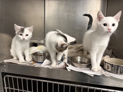 MOB BOSS - Domestic Shorthair / Mix available for adoption