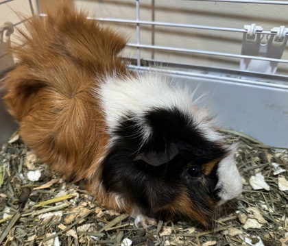 SNICKERS - Guinea Pig available for adoption